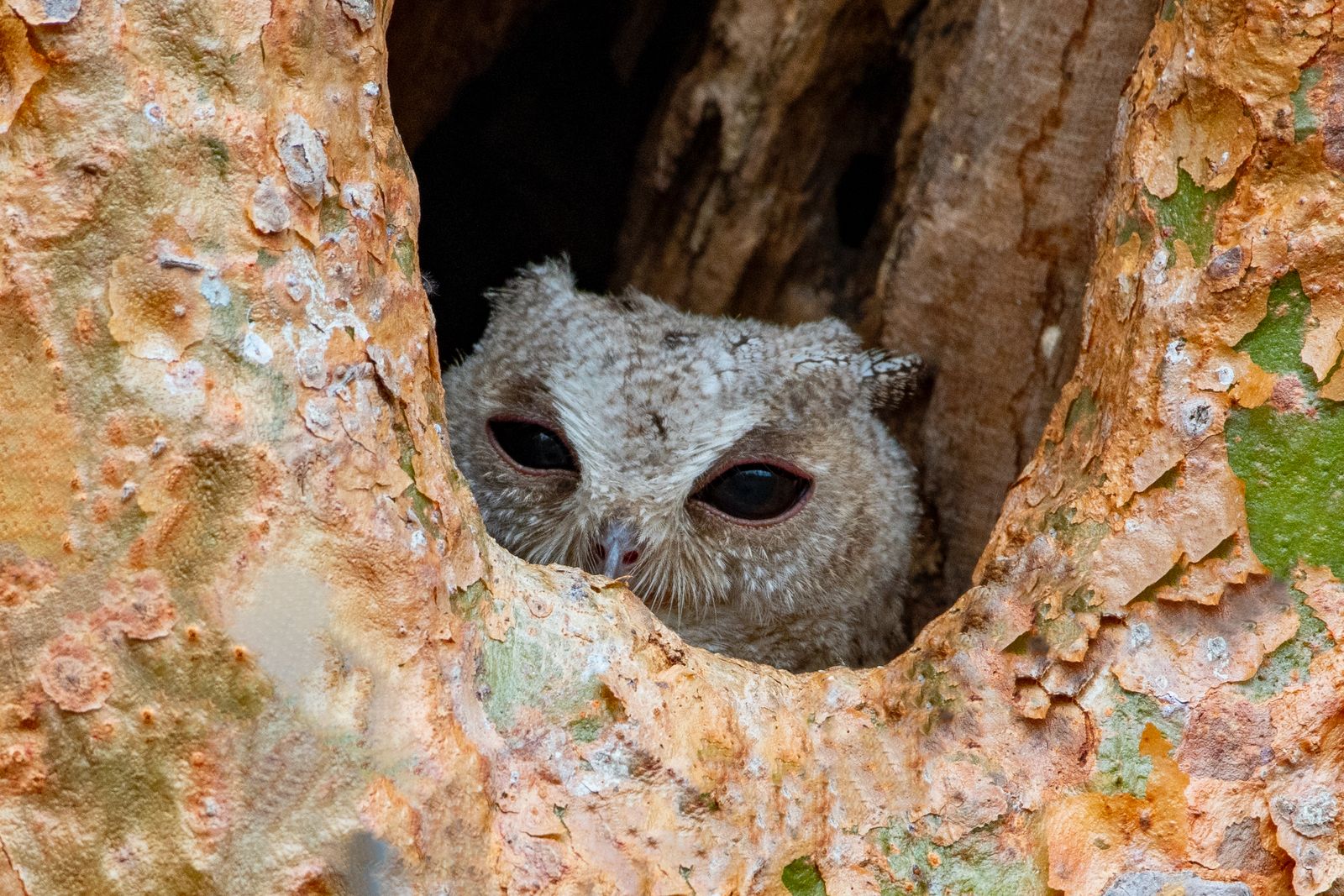 Indian scops owl (2)